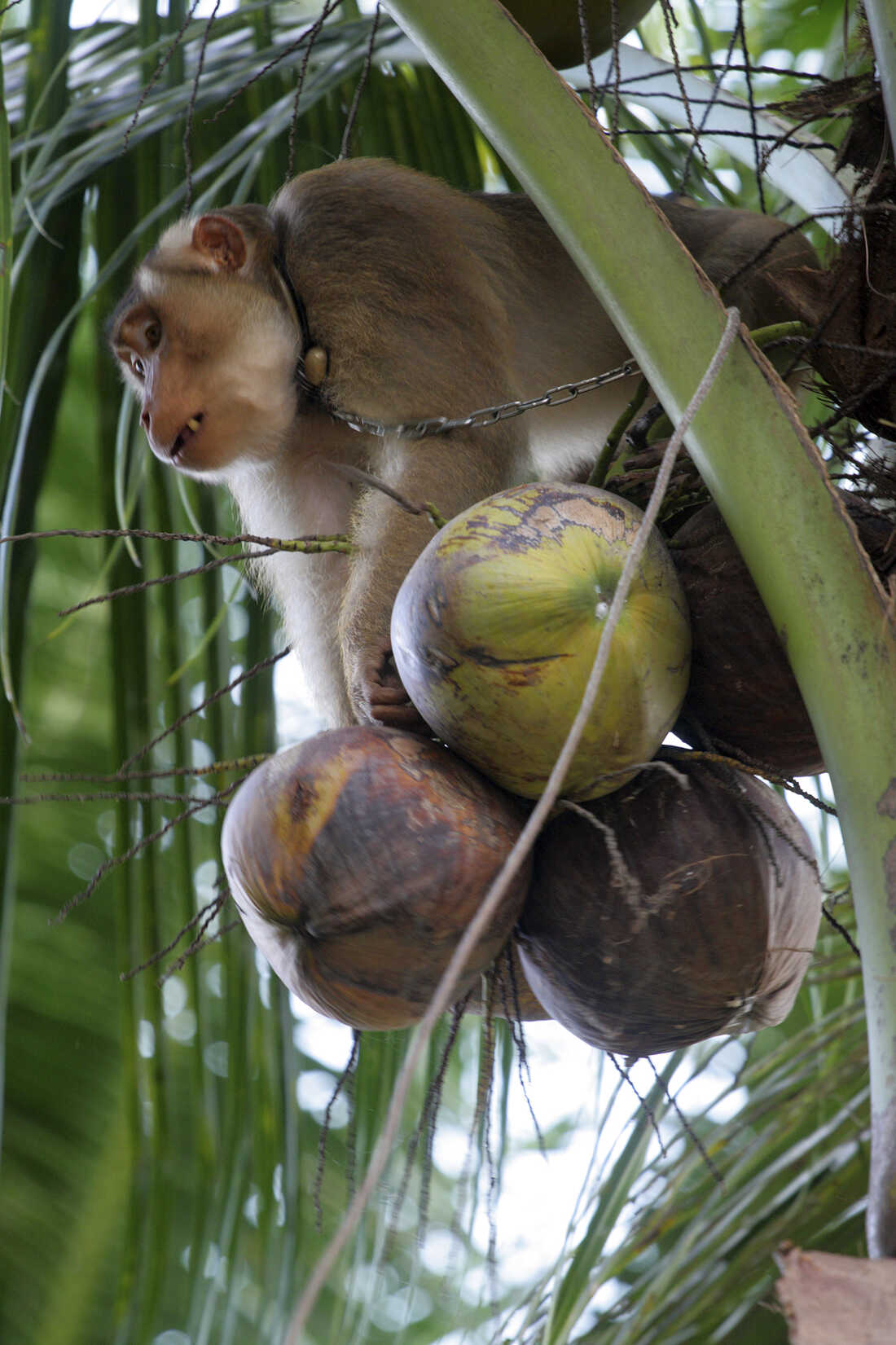 Monkey Coconut