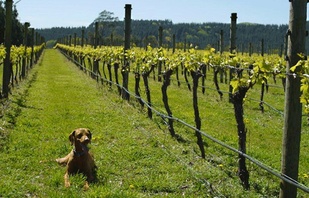 Te Kairanga Chardonnay