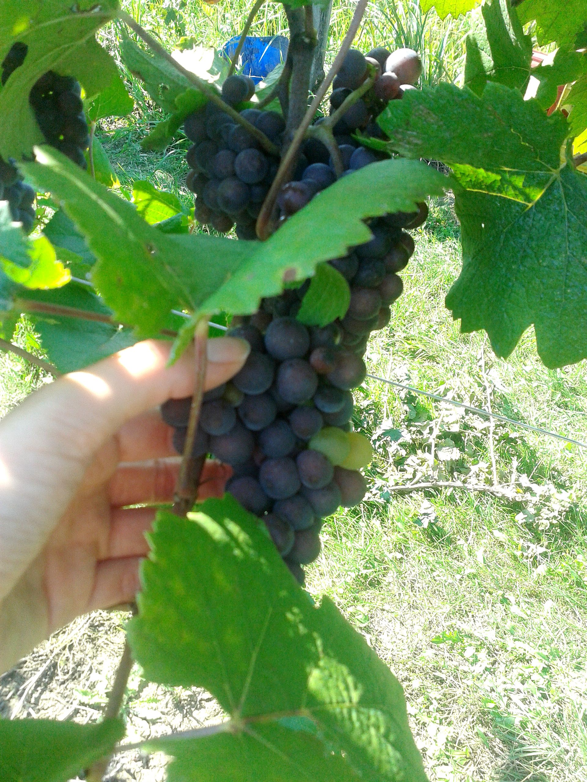 La Vendemmia Pinot Grigio