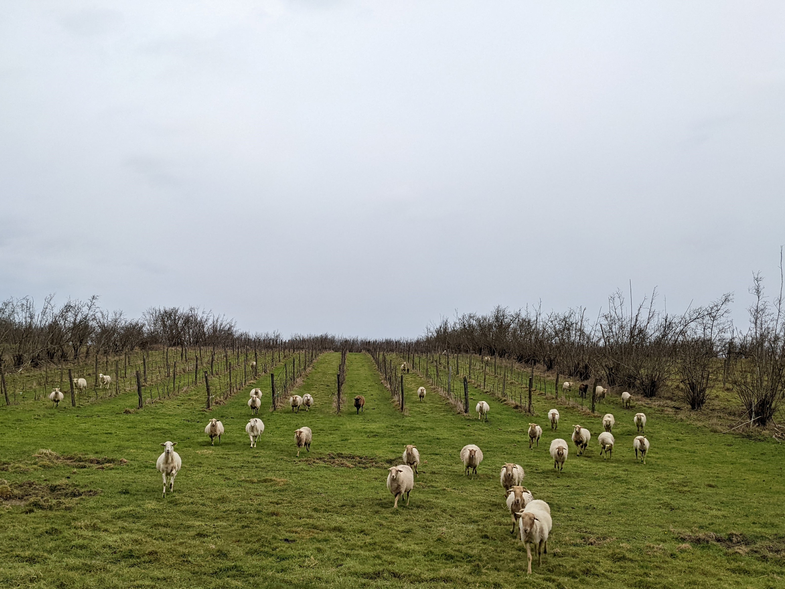 Domaine De Pajot White Blend
