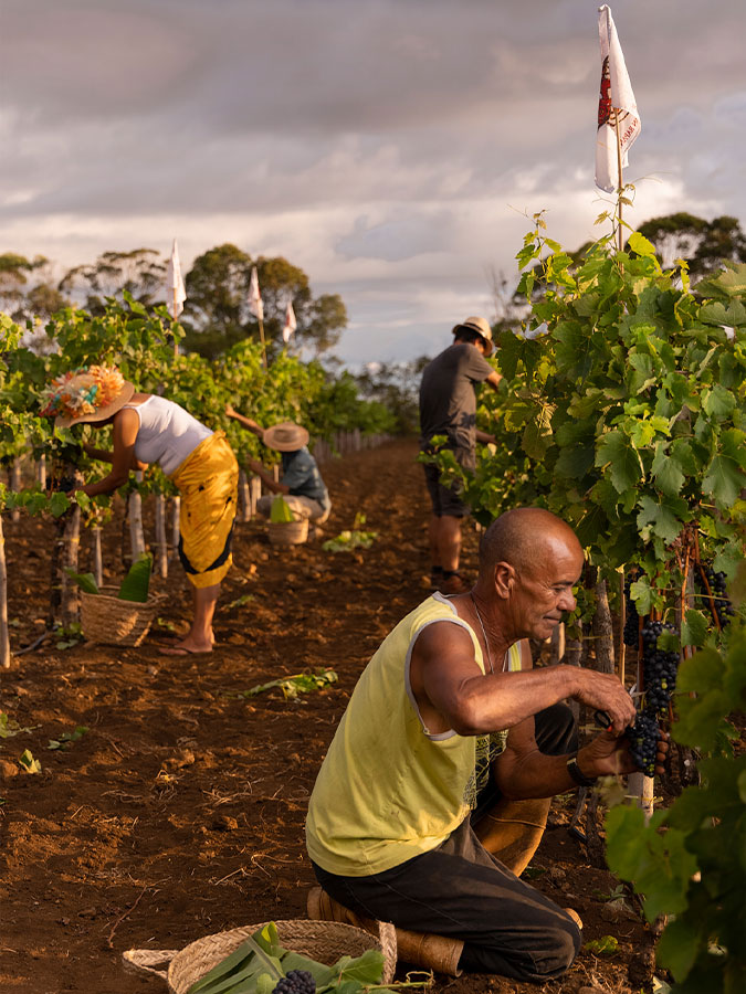 Rapa Nui Chardonnay