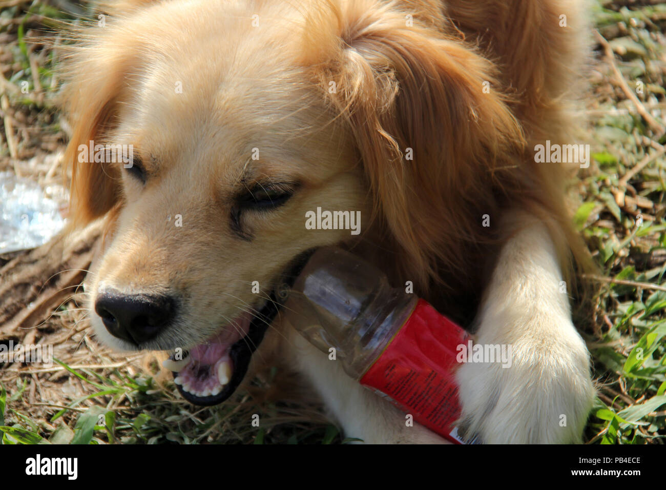 Dog Bite Can