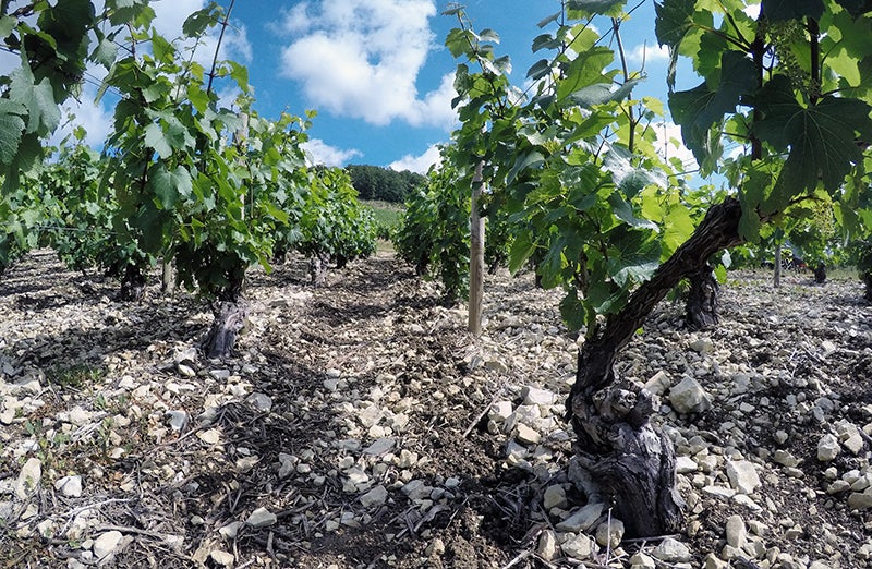 St Antoine Chablis Grand Cru Burgundy White