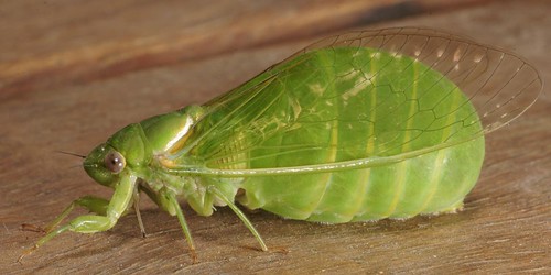 Yards Cicada Bottle
