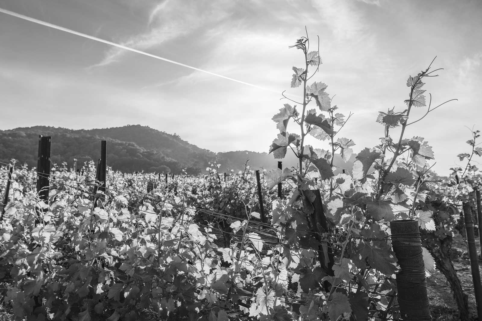 Grey Stack Cellars Sauvignon Blanc