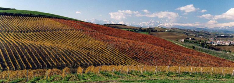 Barba Vigna Franca Montepulciano D'abruz