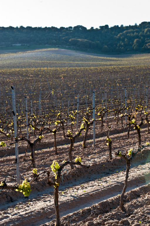 Bodegas Barco De Piedra Red Blend