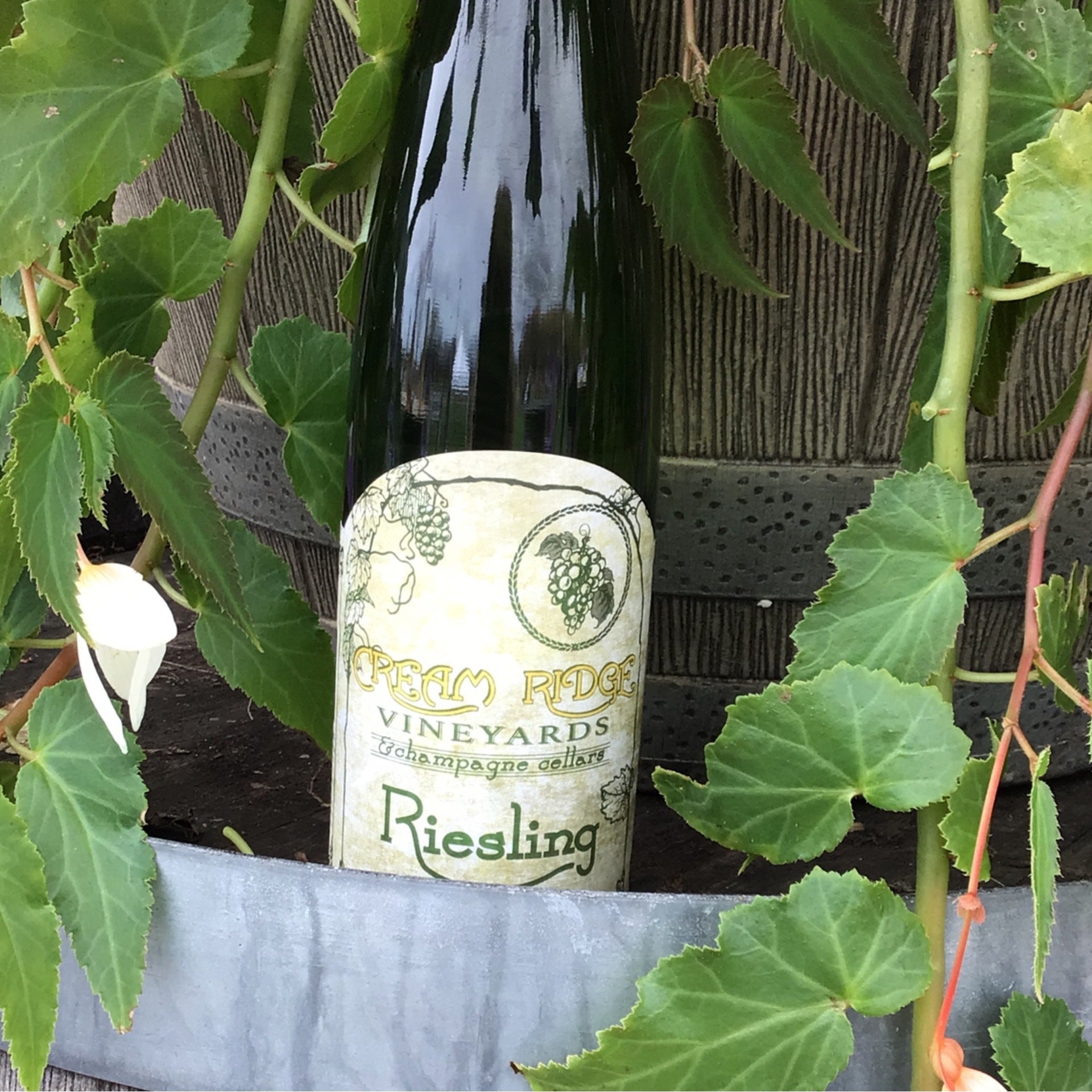 Kings Ridge Riesling