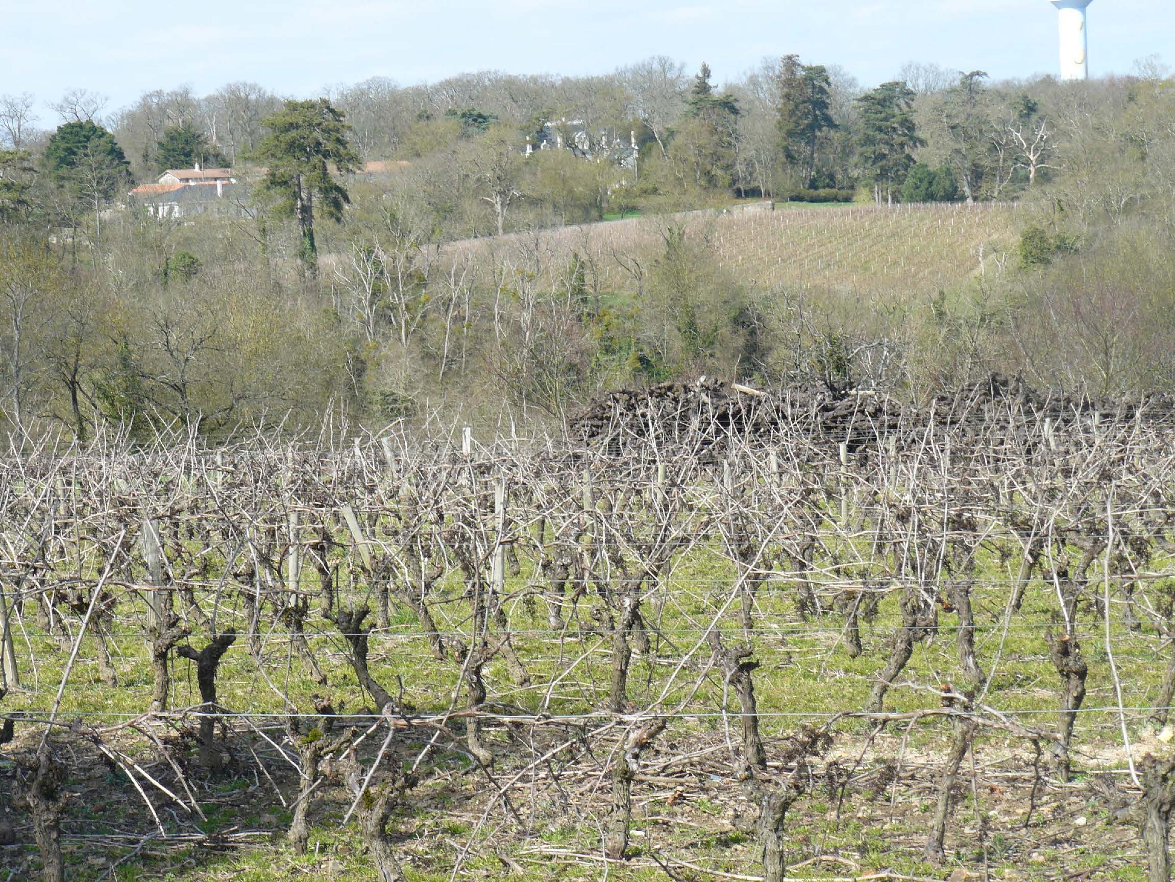 Domaine Des 3 Versants Muscat