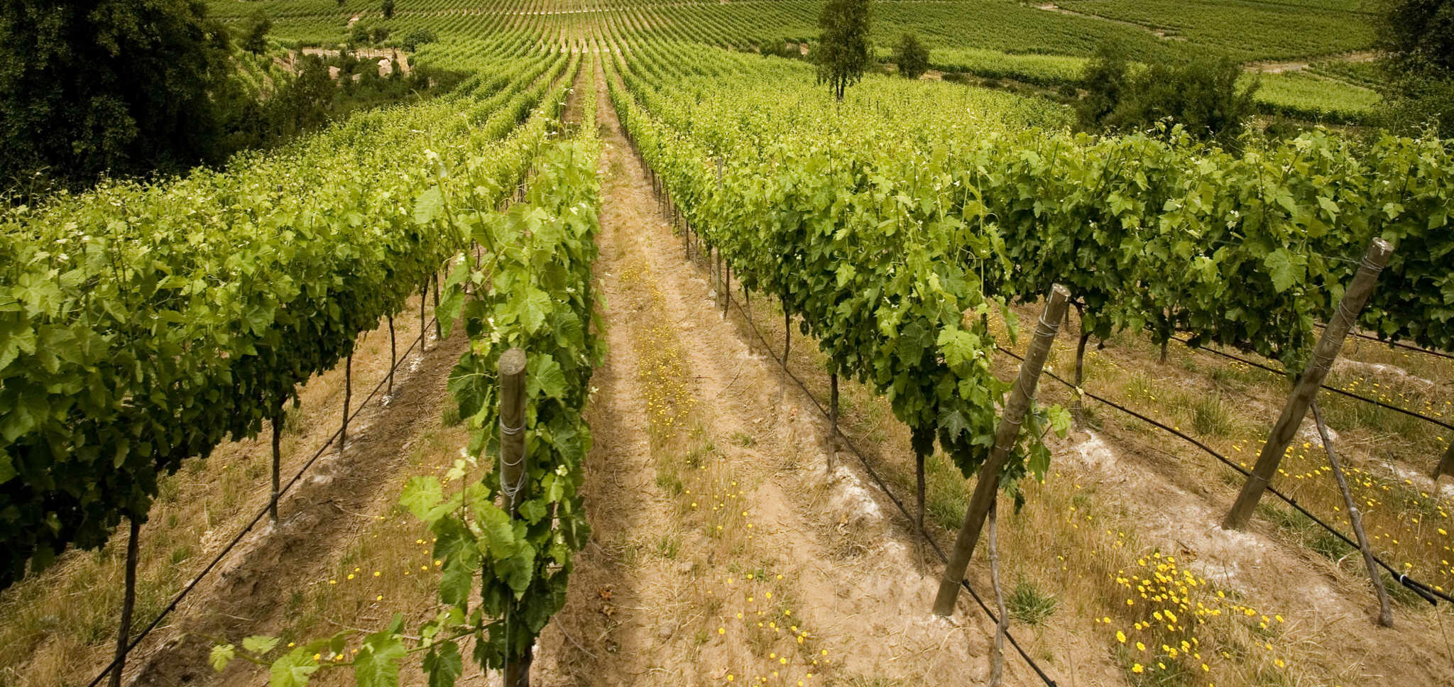 Chateau Bois Martin Bordeaux White
