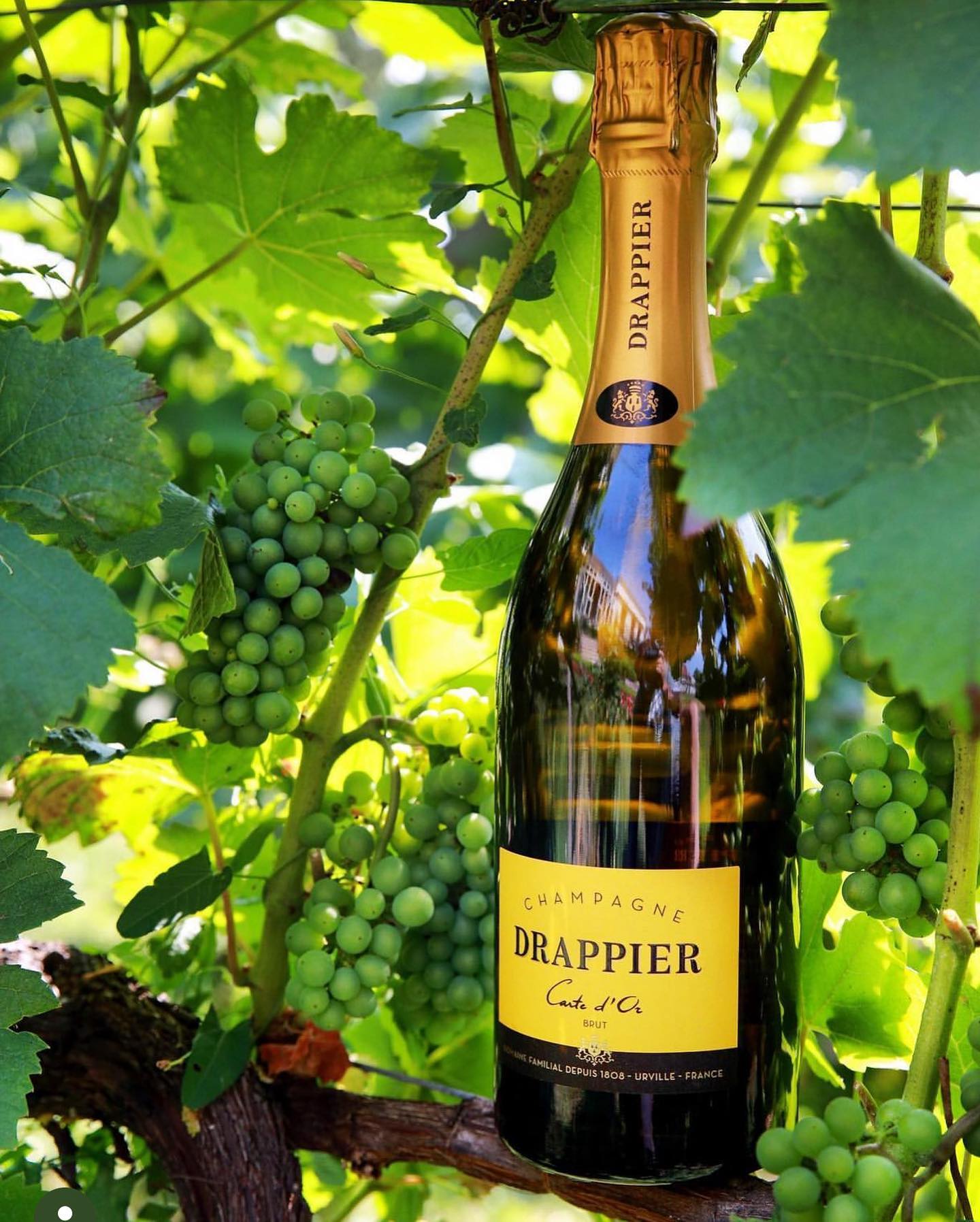 Drappier Carte D Or Brut Rose