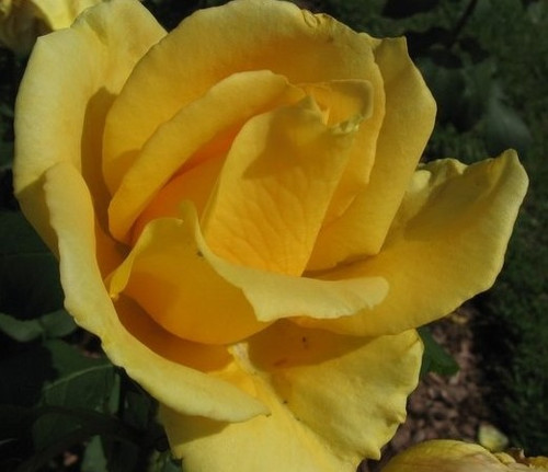 Bellissima Rose