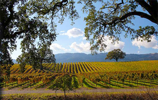 B. R. Cohn Sonoma County Merlot