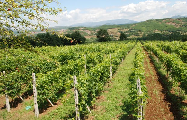 Arberi Kantina Kallmet White Blend