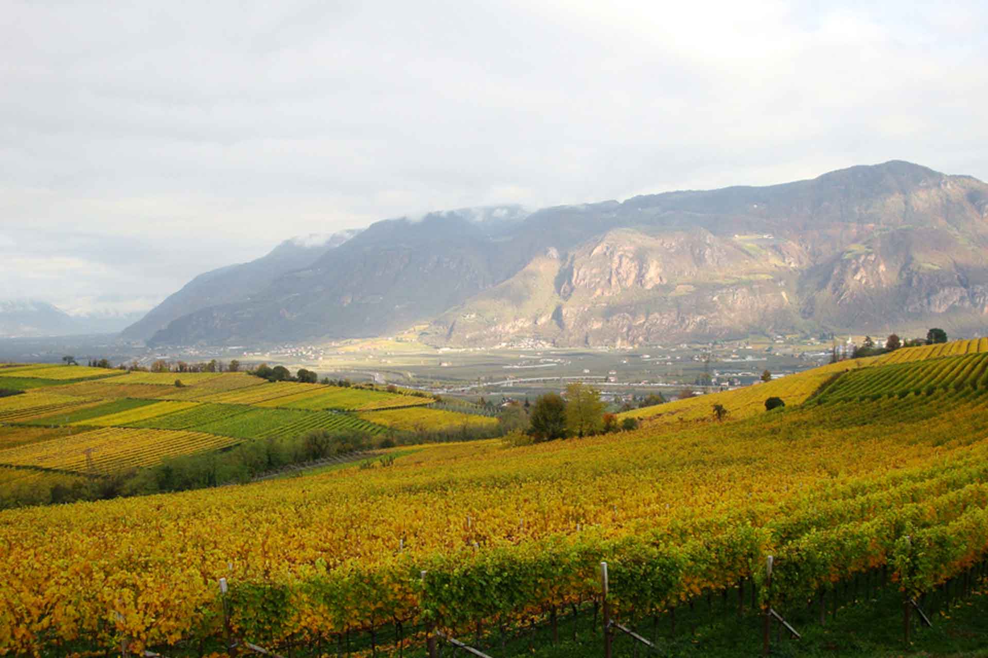 Bollini Pinot Grigio